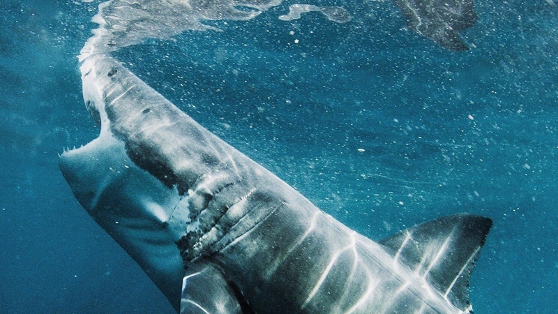 30 Best Shark Movies on Netflix, Hulu, and Amazon Prime