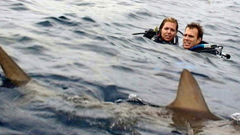 30 Best Shark Movies on Netflix, Hulu, and Amazon Prime