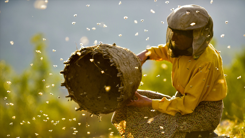 Honeyland (2019)