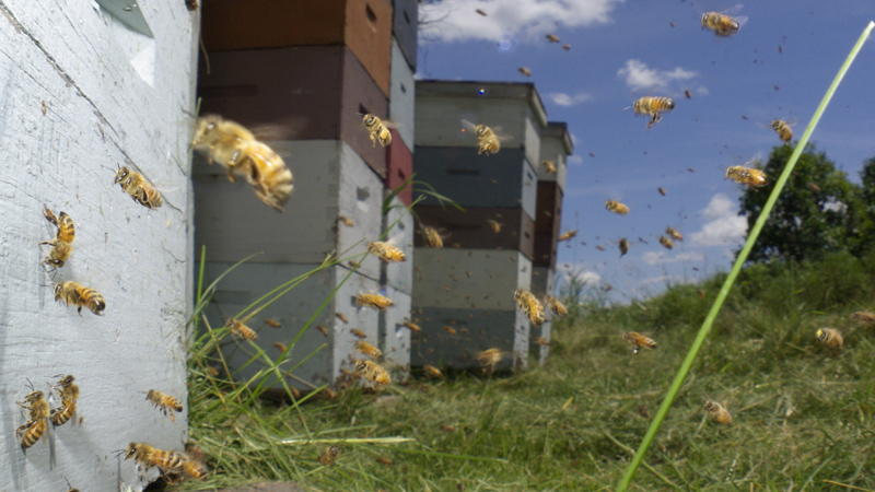 Vanishing of the Bees (2009)