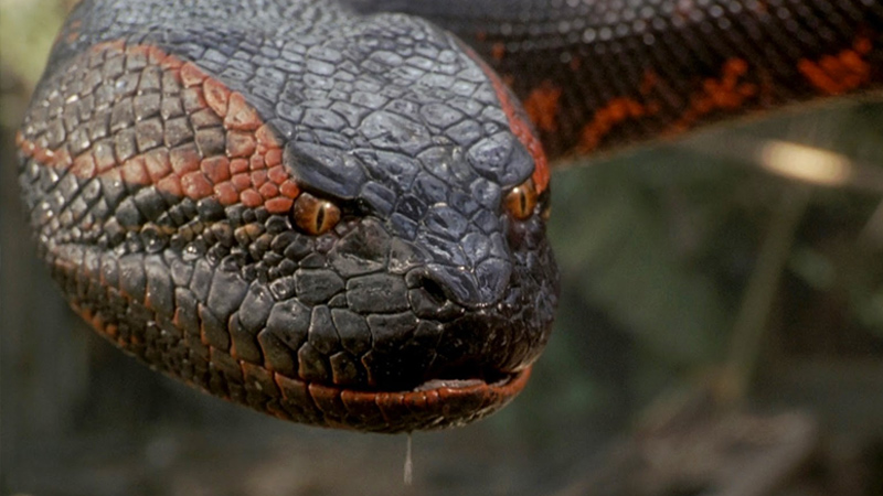 Anaconda (1997)