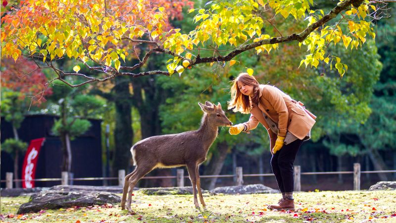 20 Stylish Japan Travel Outfits for Every Occasion