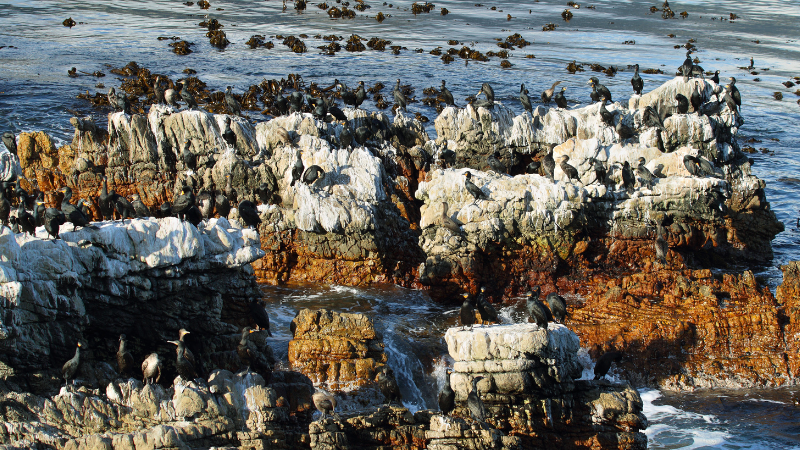 Day Trips from Cape Town by Train, Bus, or Car: South Africa’s Natural Wonders Day Trips from Cape Town by Train, Bus, or Car: South Africa’s Natural Wonders