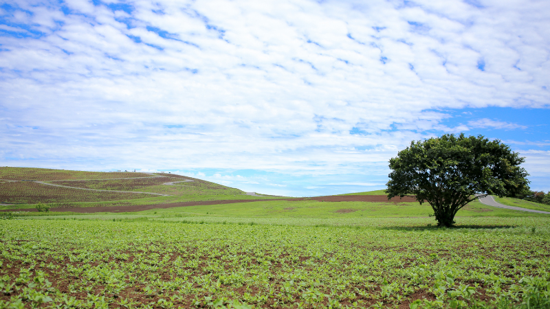 Day Trips from Tokyo by Train, Bus, or Car: Discover Japan’s Hidden Wonders Day Trips from Tokyo by Train, Bus, or Car: Discover Japan’s Hidden Wonders