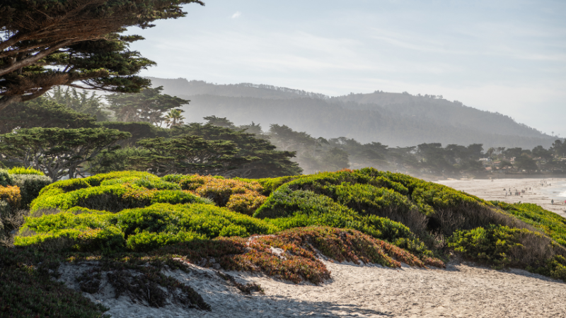 Day Trips from San Francisco by Train, Bus, or Car: Wine Country, Redwoods & More Day Trips from San Francisco by Train, Bus, or Car: Wine Country, Redwoods & More