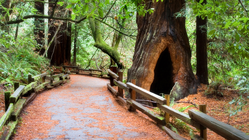 Day Trips from San Francisco by Train, Bus, or Car: Wine Country, Redwoods & More Day Trips from San Francisco by Train, Bus, or Car: Wine Country, Redwoods & More