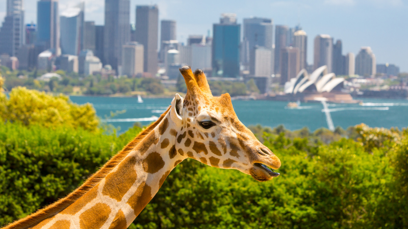 5 Days in Sydney: Opera House, Beaches & Outdoor Adventures 5 Days in Sydney: Opera House, Beaches & Outdoor Adventures