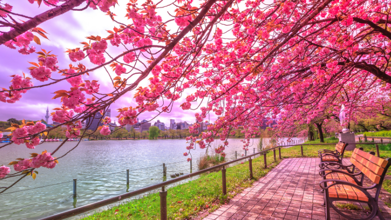 Three Days in Tokyo: A Complete Itinerary for Food & Culture Three Days in Tokyo: A Complete Itinerary for Food & Culture