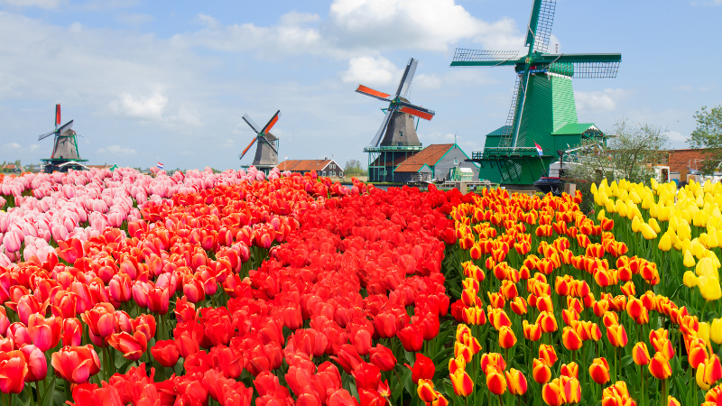 6 Days in Amsterdam: Canals, Bicycles, and Hidden Art Gems 6 Days in Amsterdam: Canals, Bicycles, and Hidden Art Gems