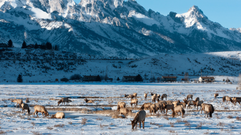 20 Things to Do in Jackson Hole, Wyoming